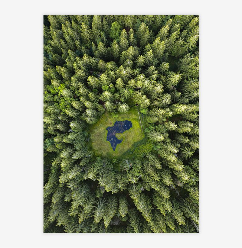 Quadro-Floresta-de-Pinheiros---Vertical-1